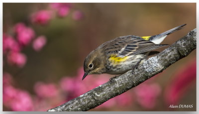 Paruline  croupion jaune - Yellow-rumped Warbler