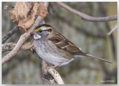 Bruant  gorge blanche - White-Throated Sparrow
