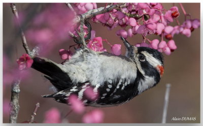 Pic Mineur - Downy Woodpecker