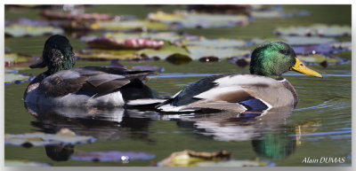 Canards Colvert - Mallard Ducks