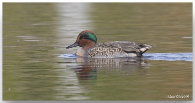 Sarcelle  ailes vertes - Green-winged Teal