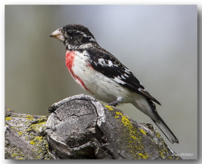 Cardinal  poitrine Rose Mle - Male Rose-breasted Grosbeak