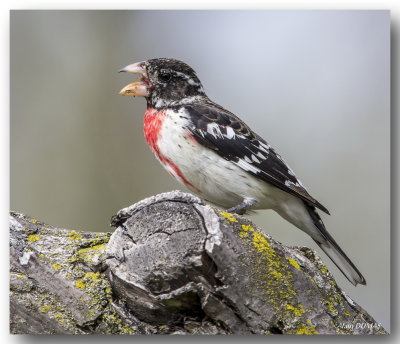 Cardinal  poitrine Rose Mle - Male Rose-breasted Grosbeak