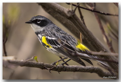 Paruline  croupion jaune - Yellow-rumped Warbler