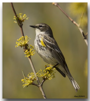 Paruline  croupion jaune - Yellow-rumped Warbler