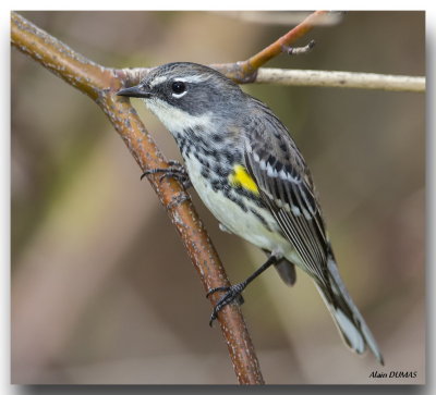 Paruline  croupion jaune - Yellow-rumped Warbler