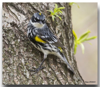 Paruline  croupion jaune - Yellow-rumped Warbler