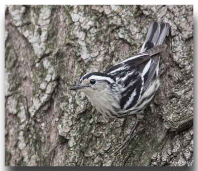 Paruline noir et blanc femelle - Female Black-and-white Warbler