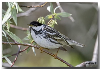 Paruline Raye Mle - Male Blackpoll Warbler