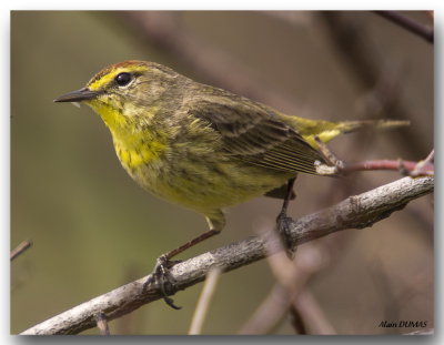 Paruline  couronne rousse - Palm Warbler