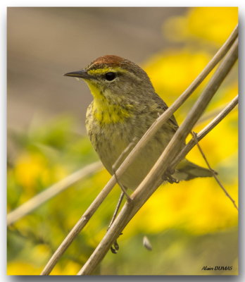 Paruline  couronne rousse - Palm Warbler