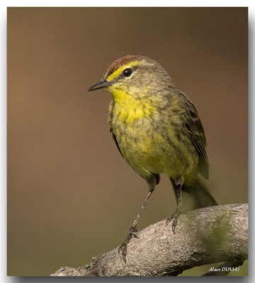 Paruline  couronne rousse - Palm Warbler