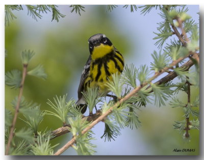 Paruline  tte cendre - Magnolia Warbler