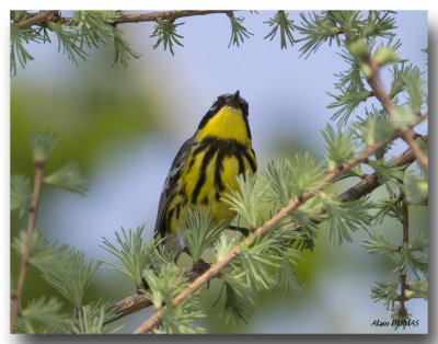 Paruline  tte cendre - Magnolia Warbler