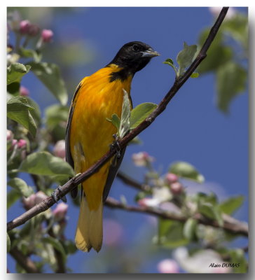 Oriole de Baltimore Mle - Male Baltimore Oriole