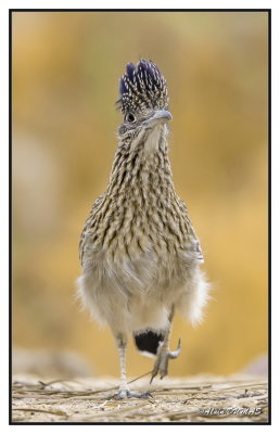 Le Grand Gocoucou - The Greater Roadrunner