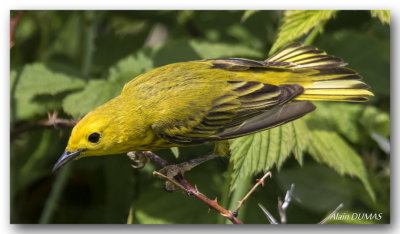 Paruline Jaune - Yellow Warbler