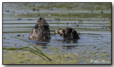loutre de rivire - river otter