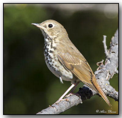 Grive Solitaire - Hermit Thrush