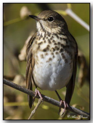 Grive Solitaire - Hermit Thrush