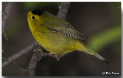 Paruline  calotte noire mle - Male Wilson's Warbler