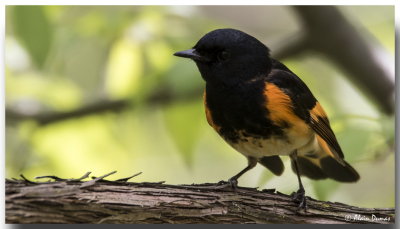 Paruline Flamboyante Mle - Male American Redstart