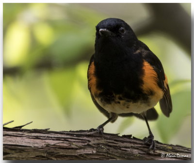 Paruline Flamboyante Mle - Male American Redstart