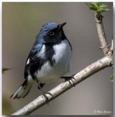 Paruline Bleue Mle - Male Black-throated Blue Warbler