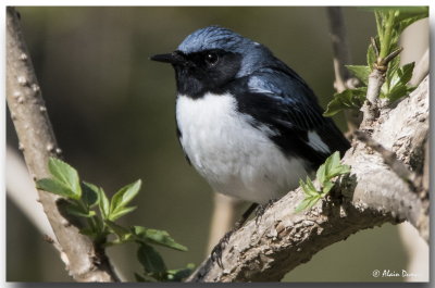 Paruline Bleue Mle - Male Black-throated Blue Warbler