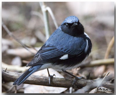 Paruline Bleue Mle - Male Black-throated Blue Warbler