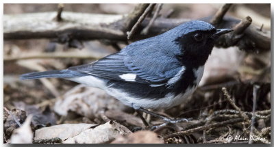 Paruline Bleue Mle - Male Black-throated Blue Warbler