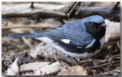 Paruline Bleue Mle - Male Black-throated Blue Warbler