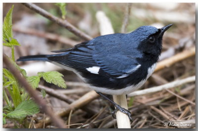 Paruline Bleue Mle - Male Black-throated Blue Warbler