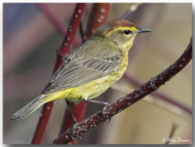 Paruline  couronne rousse Mle - Male Palm Warbler