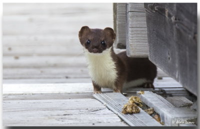 Hermine - Ermine(Stoat, Short-tailed Weasel)