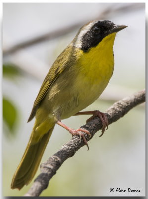 Paruline Masque Mle - Male Common Yellowthroat