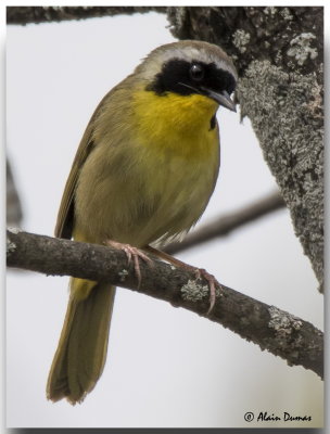 Paruline Masque Mle - Male Common Yellowthroat