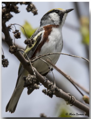 Paruline  flancs marron mle - Male Chestnut-sided Warbler