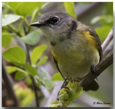 Paruline Flamboyante Femelle - Female American Redstart