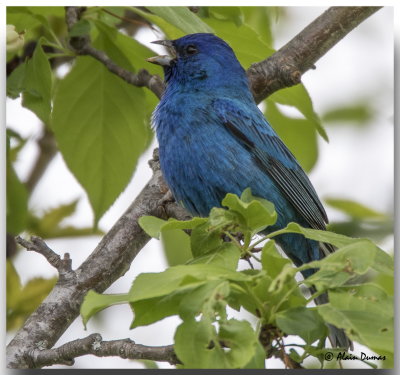 Passerin Indigo Mle - Male Indigo bunting