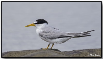 Petites Sternes - Least Terns