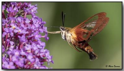 Sphinx Gracieux - Graceful Clearwings