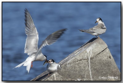 Sternes Artique - Artic Terns