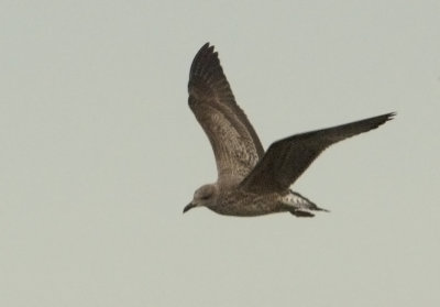 Lesser-Black-backed-Gull-juv.-110213-Marshall-GDJ-0365.jpg