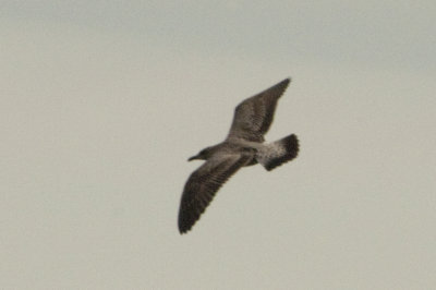 Lesser-Black-backed-Gull-juv.-110213-Marshall-GDJ-0369.jpg