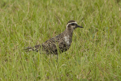 AMGP-molt.-ad.-092413-Ft.-Morgan-Baldwin-Co.-AL-GDJ-0292.jpg