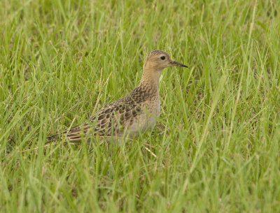 BBSA-092413-Ft.-Morgan-Baldwin-Co.-AL-GDJ-0296.jpg