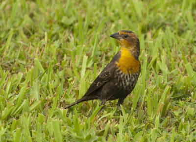 YHBL-imm.-male-092413-Ft.-Morgan-Baldwin-Co.-AL-GDJ-0309.jpg