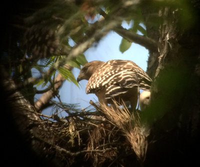 RSHA nest with young 25-Apr-2016-Riverchase-Shelby-Co-AL-GregDJackson-1497.jpg