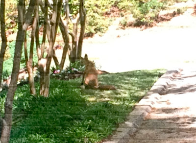 Red Fox 24-Apr-2016-Riverchase-Shelby-Co-AL-GregDJackson-1493.jpg